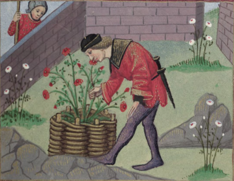 Une enluminure médiévale représentant un homme dans un jardin clos. Il est en train de cueillir des roses rouges sur un rosier.